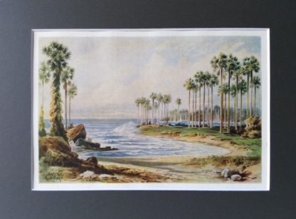 Palmy winne na plaży w Sri Lance, Ernst Heyn, reprodukcja - obrazek 5